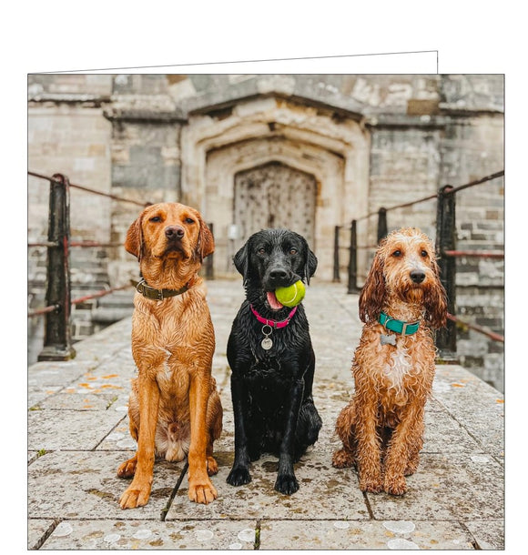 This blank card from the BBC Countryfile greetings card range features a fantastic photograph of a black lab, yellow labrador and a cockerpoo - sitting in a row outside a castle.