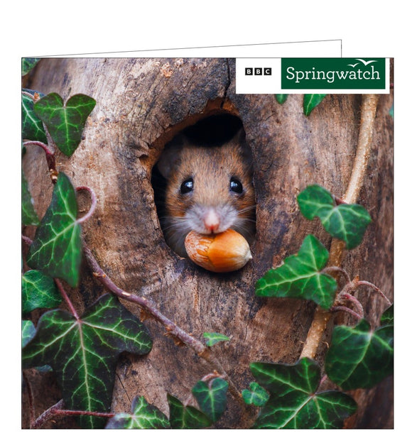This blank card from the BBC Springwatch greetings card range features a photograph of a woodmouse, with an acorn in its mouth, peeking out from a hole in a tree trunk.