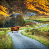 Highland cow, Glen Lyon - BBC Countryfile greetings card