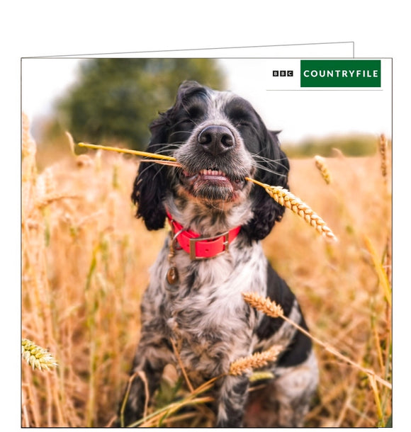 This blank card from the BBC Countryfile greetings card range features a photograph of a springer spaniel dog, sitting in a wheat field, with a stalk of wheat in its mouth.