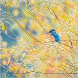 Kingfisher - BBC Springwatch greetings card