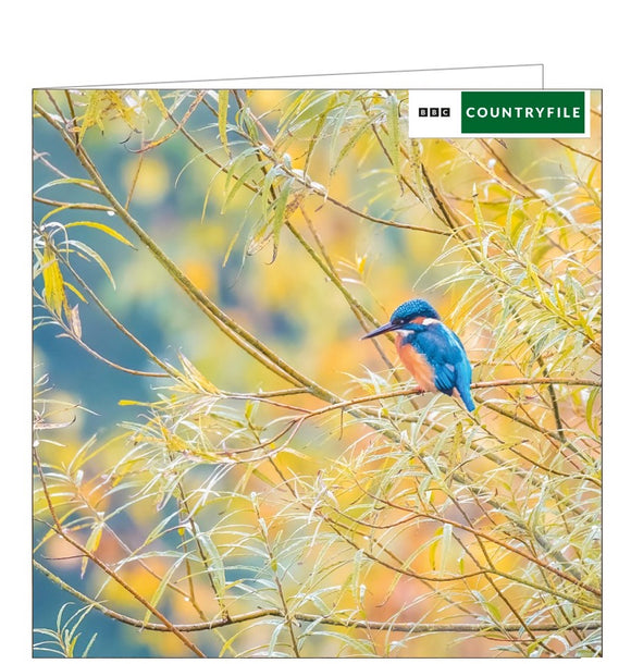 This blank card from the BBC Springwatch range features a photograph by Jess Jones of a beautiful and striking Kingfisher bird (Alcedo atthis) amongst willow branches.