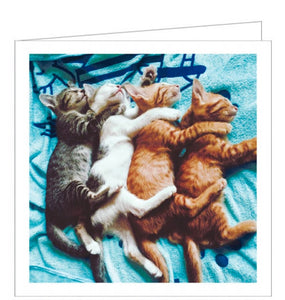 This blank card features a photograph of four cats asleep in identical poses - with paws on the kitten in front of them -on a blue blanket.