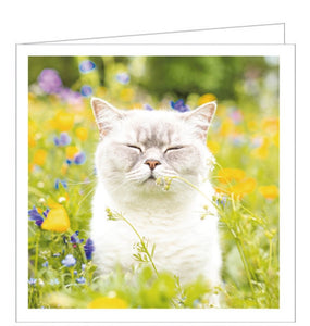 Wake up and smell the flowers! This blank greetings card features a photograph of a white cat outside in a field of wild meadow flowers.