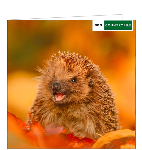 This greetings card from the BBC Countryfile card range features a photograph of a happy hedgehog snuffling over a carpet of autumn leaves.