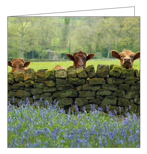 Abacus BBC Countryfile cattle and bluebells nidderdale blank card