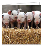 This blank card from the BBC Countryfile range features a photograph of five very cute Gloucester oldspot piglets - with their distinctive black spots - standing on a bale of hay.