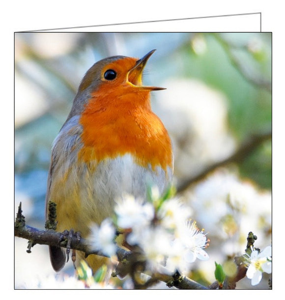 This blank card from the BBC Countryfile range features a photograph by Paul Stone of a European Robin (Erithacus rubecula) with its beak open, ready to tweet.