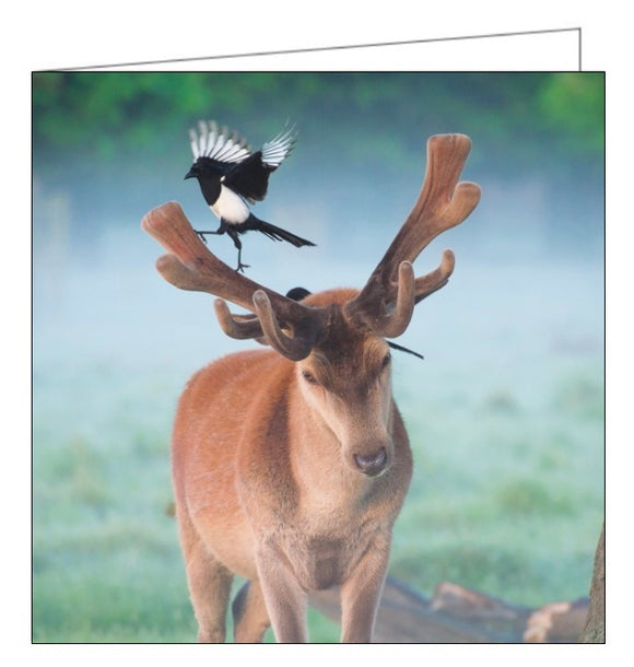 This blank card from the BBC Countryfile range features a photograph by Max Ellis of a magpie about to take off from the antlers of a red deer stag. The back of the card is full of facts about magpies, stags and their habitats