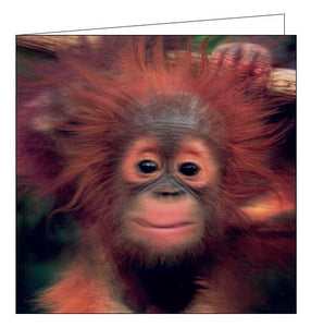Baby Orangutan - 3D Live Life Cards