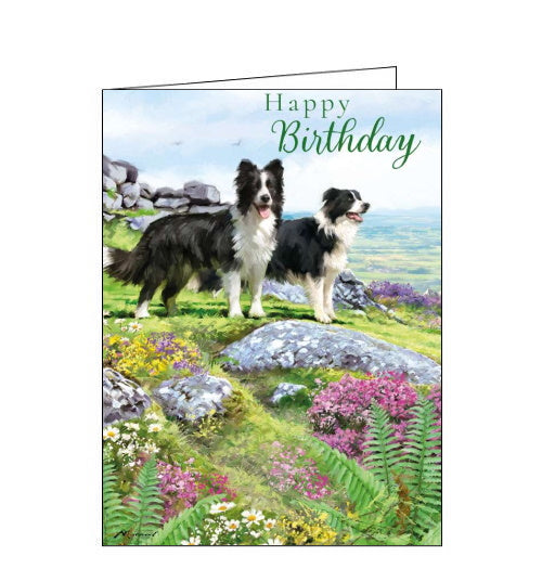 Two collies Birthday card