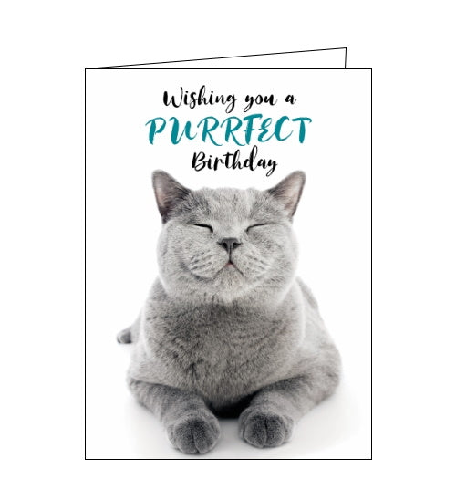 Noel Tatt cat wishing you a purrfect birthday card