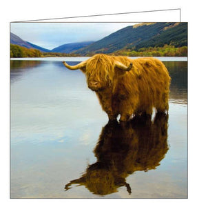 Highland cow - RSPCA blank card