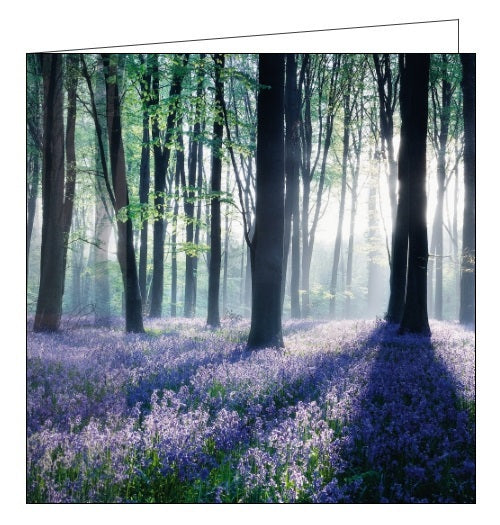 Noel Tatt Cube blank card bluebell woods flowers trees photographic Nickery Nook