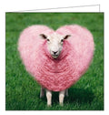 Noel Tatt Cube blank card humour photographic pink sheep heart blank card Nickery Nook