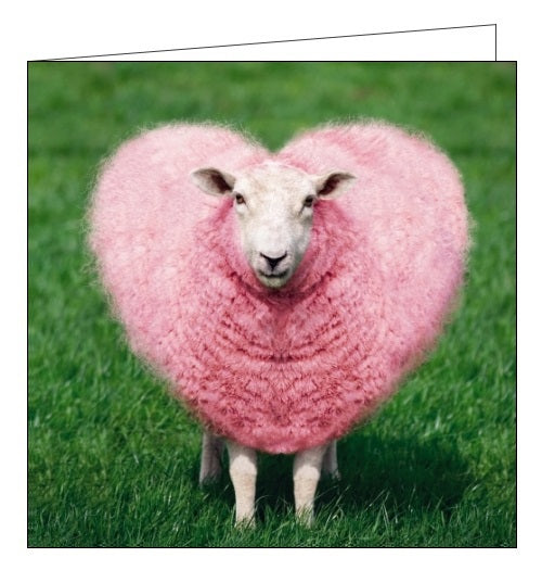 Noel Tatt Cube blank card humour photographic pink sheep heart blank card Nickery Nook