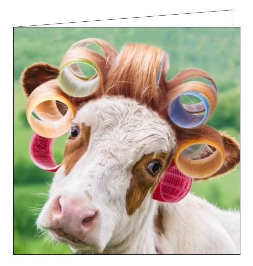 Looking good! This cute and funny blank greetings card is decorated with a doctored image of a cow with long hair wrapped in curlers.