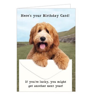 This funny birthday card features a photograph of a very good dog holding an envelope. The caption on the front of the card reads "Here's your Birthday Card! If you're lucky, you might get another next year!"
