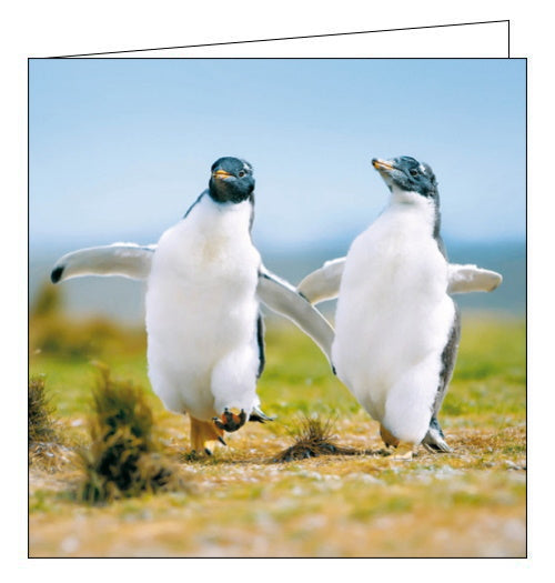This lovely blank greetings card features a photograph of two penguins walking side by side on an afternoon stroll.