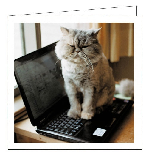 This adorable blank card from Woodmansterne's Cattitude range features a photograph of a sleepy grey cat sitting on the keyboard of a laptop.