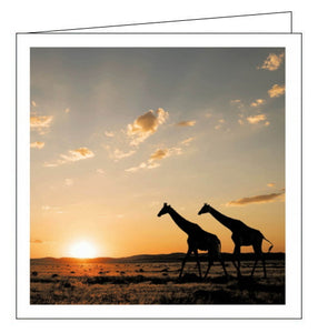 This blank greetings card features a stunning photograph of a pair of giraffes walking though the African landscape as the sun sets.