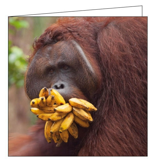 This blank greetings card features an amazing photograph of an adult male orangutan with a mouth full of a huge bunch of bananas, still in their skins. 