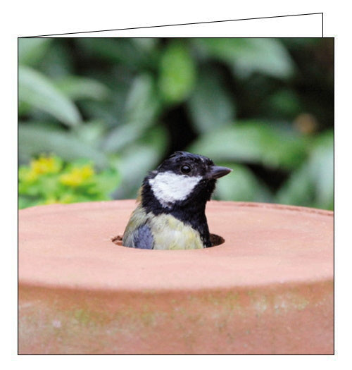 This blank greetings card from the Woodmansterne cards collaboration with the RSPB features a photograph of an blue tit poking out from the drainage hole of an overturned plant pot.