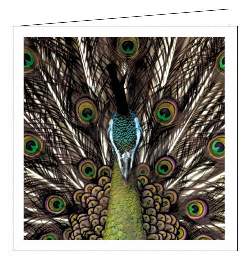 Peacock - Blank CardThis blank greetings card features a photograph, taken in close up, of a peacock's head with his colourful tail feathers on display behind him.