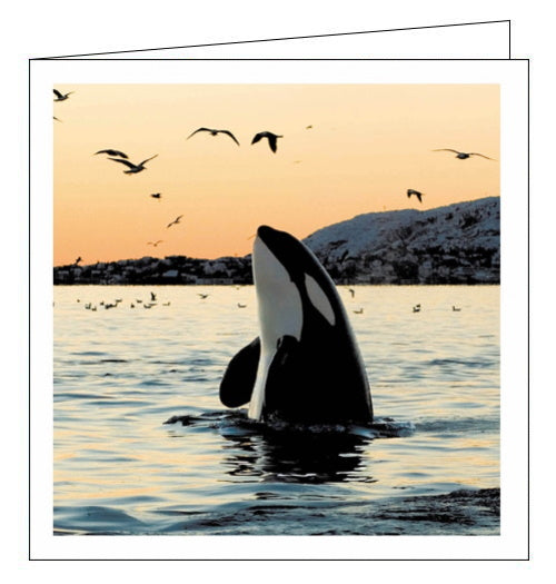 This blank greetings card features a breathtaking photograph of a killer whale, half in and half out of the sea, with a flock of seagulls flying above.