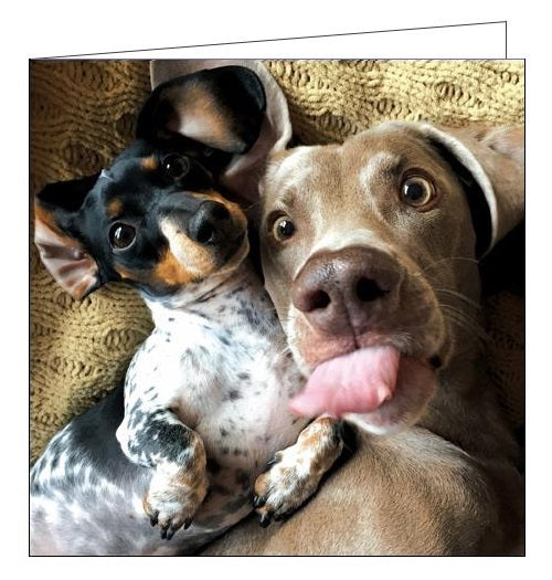 Woodmansterne Framed blank card dogs Selfie Nickery Nook
