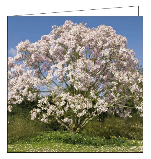 Magnolia tree in flower - National Trust greetings card